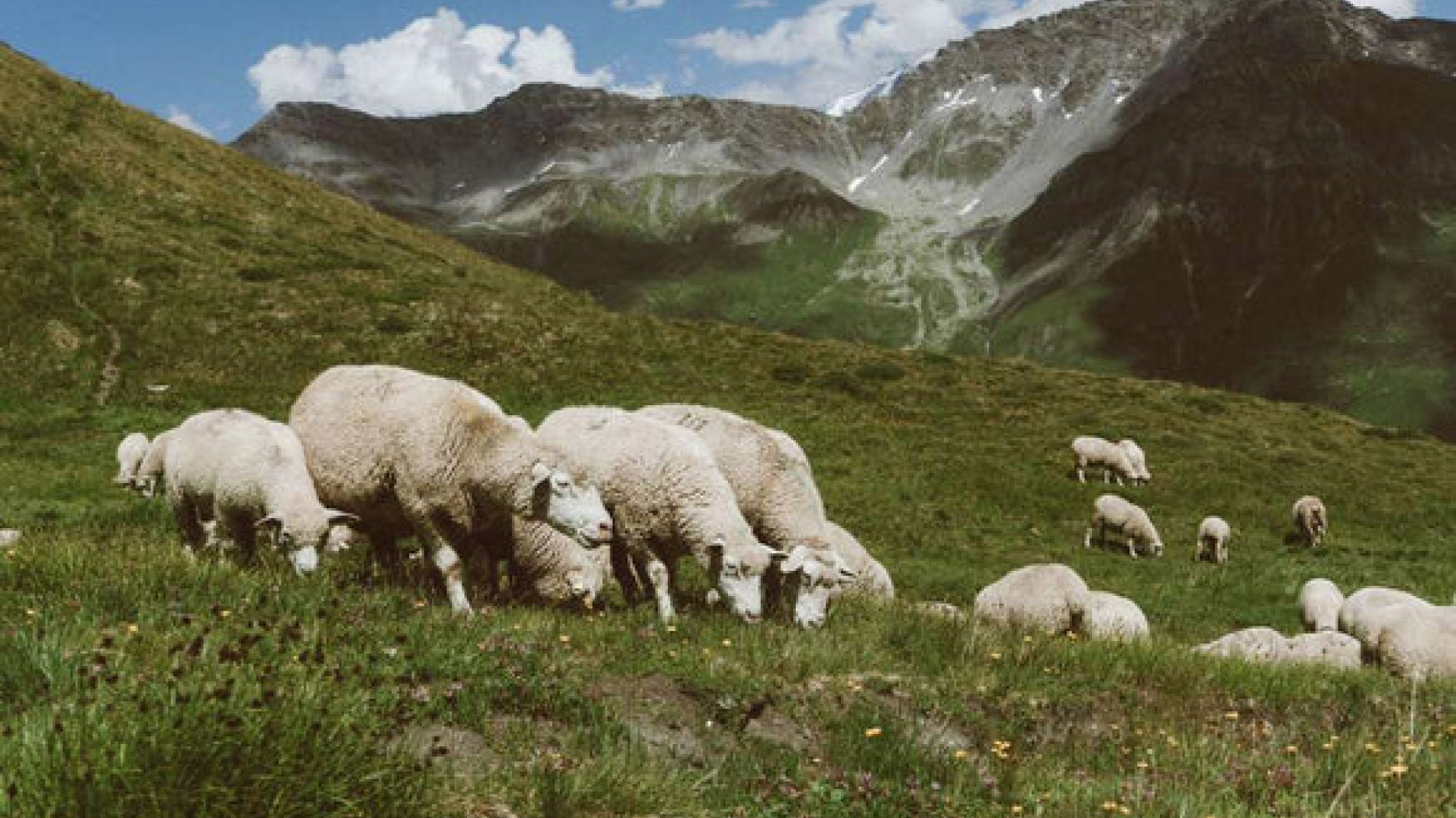 merino sheep
